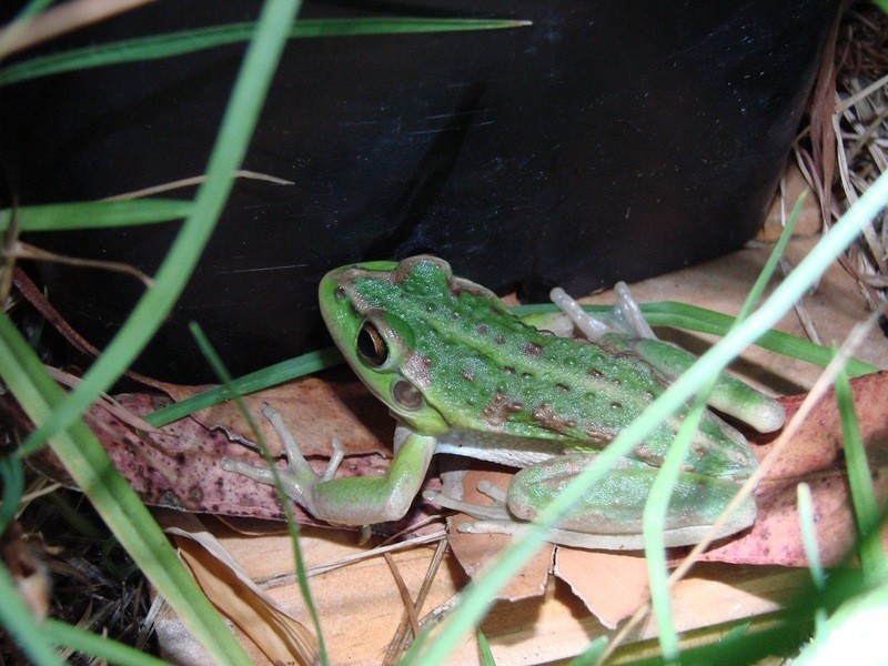 14 Norna Drive, Crowea WA 6258