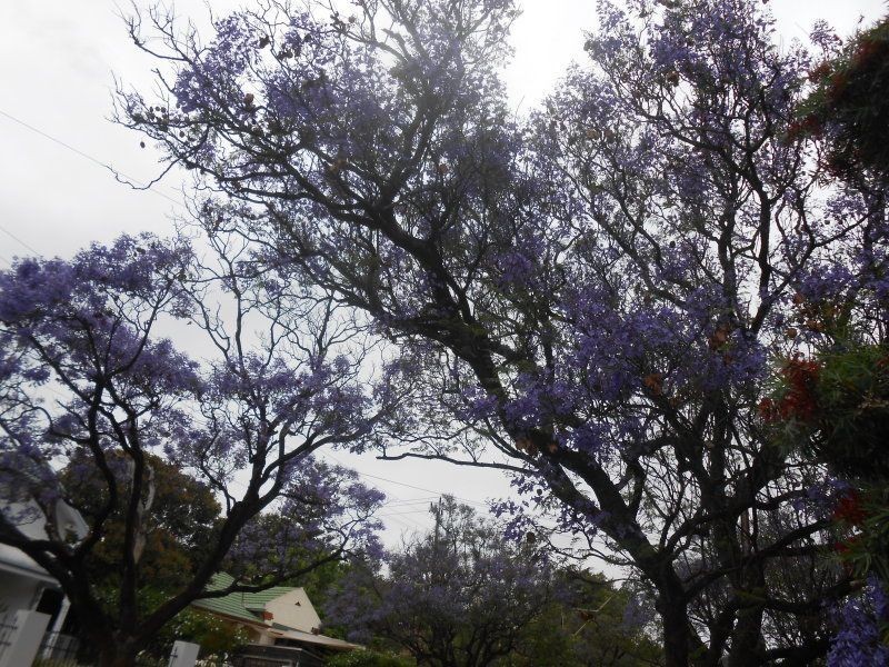 9 Elizabeth Street, Clapham SA 5062