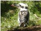 173 Jerome Rd, Yungaburra QLD 4884