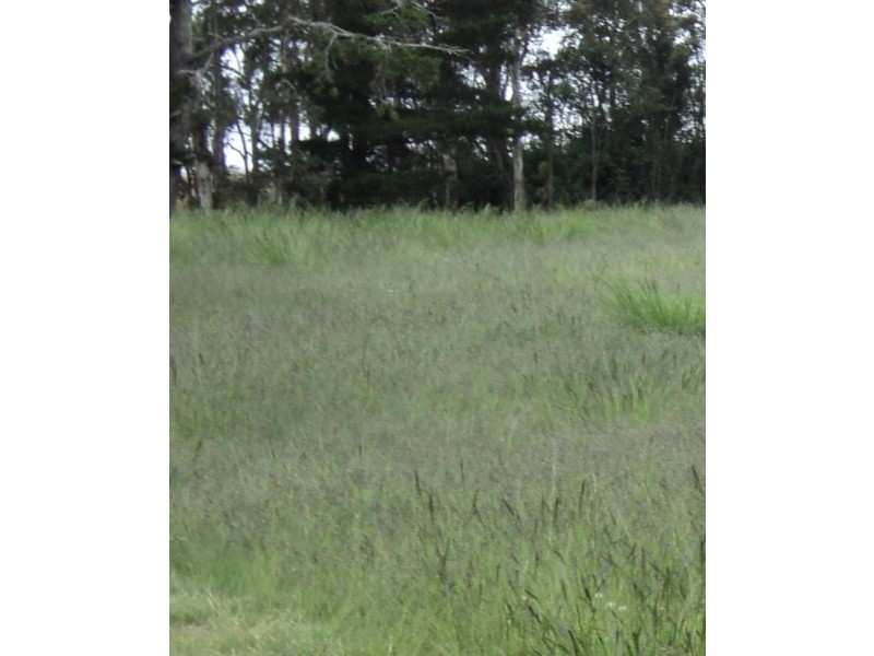 456  Mount Lindesay Road, Tenterfield NSW 2372