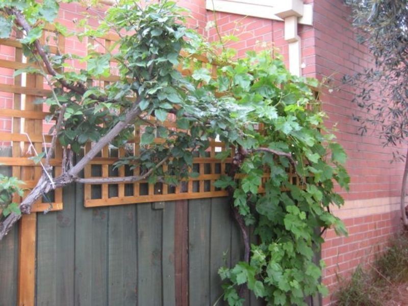 80 Wilson Street, Brunswick VIC 3056