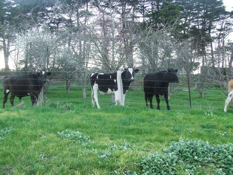 Lot 8/20 Wills Rd, Whittlesea VIC 3757