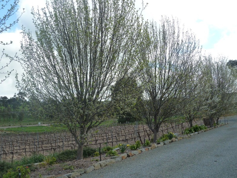 Ettrick Creek/Lot 202 Boconnoc Park Road, Armagh SA 5453