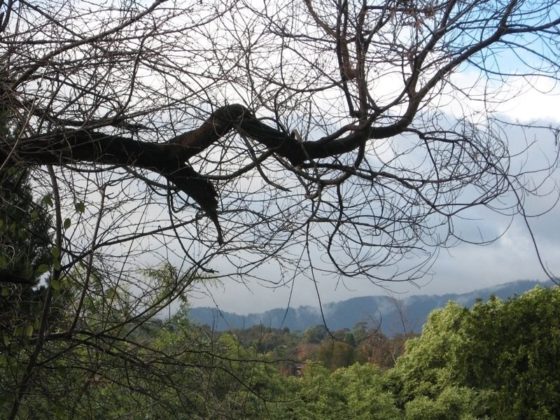 37 Bemboka Rd, Warranwood VIC 3134