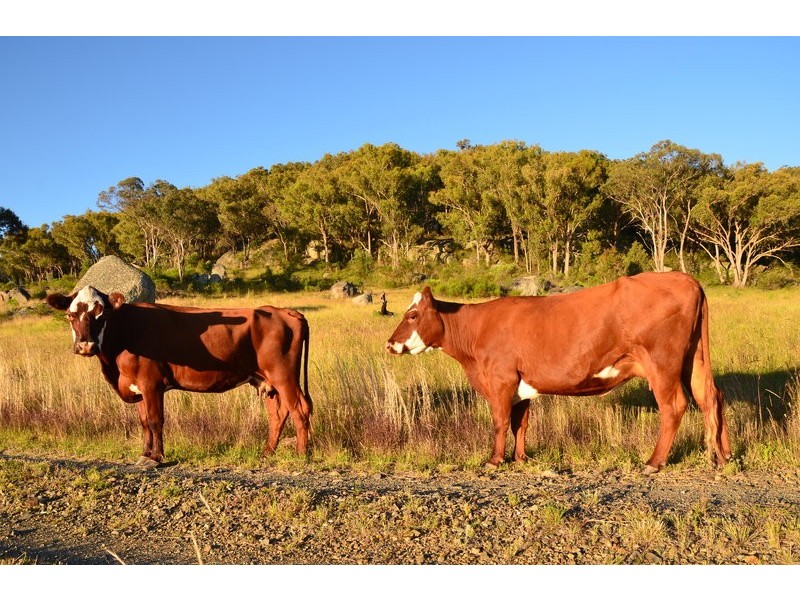 190 Retreat Road, Armidale NSW 2350