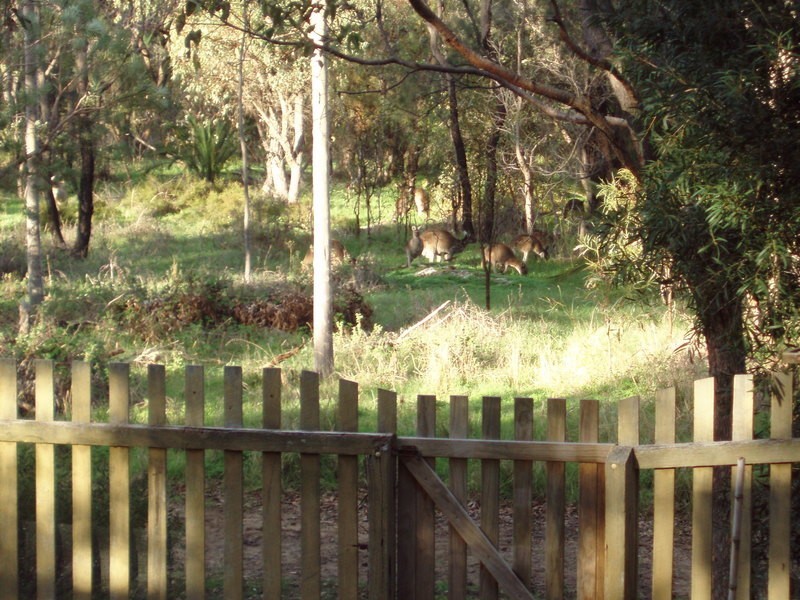 7 Warbler Close, Edgewater WA 6027