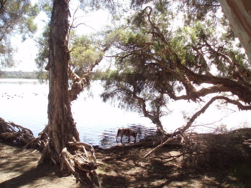 7 Warbler Close, Edgewater WA 6027