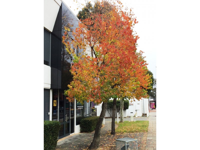 Suite E5/661 Newcastle Street, Leederville WA 6007