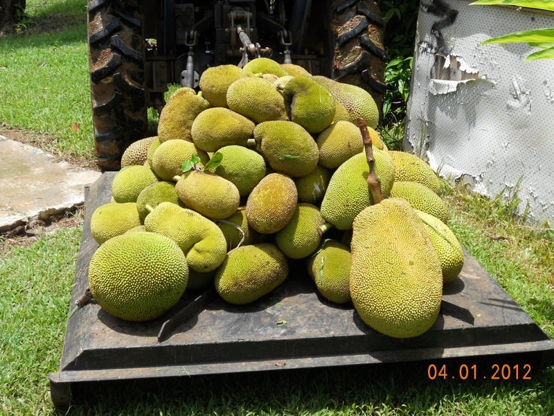 10 Fisher Creek Road, Coorumba QLD 4860