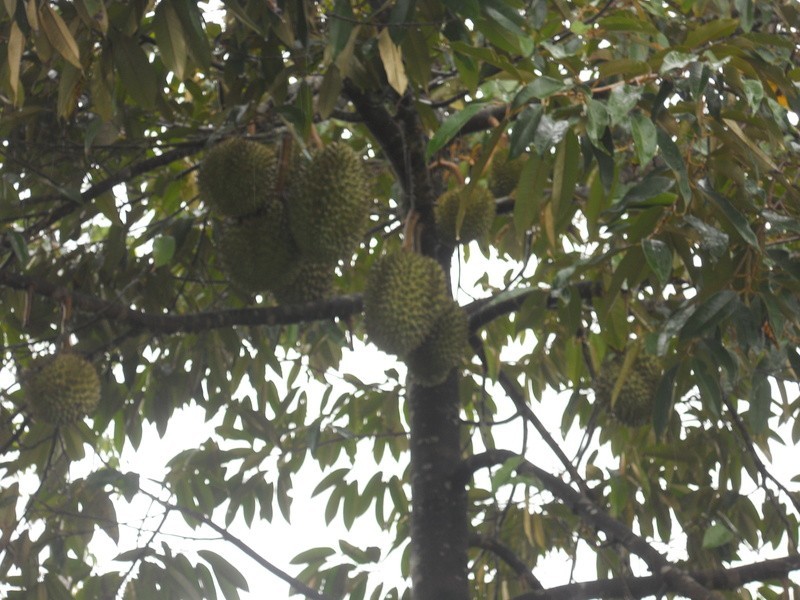 10 Fisher Creek Road, Coorumba QLD 4860