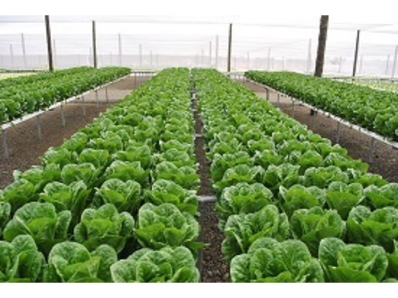 15 Caswells Lane, Mutdapilly QLD 4307