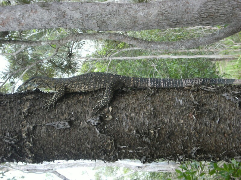 173 Jerome Rd, Atherton QLD 4883