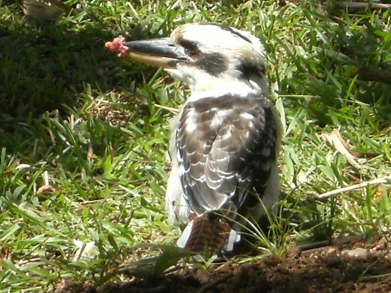 173 Jerome Rd, Atherton QLD 4883