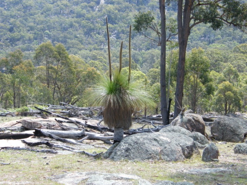 Lot 23 Castlecrag Road Bolivia via Tenterfield, Tenterfield NSW 2372