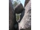 Lot 23 Castlecrag Road Bolivia via Tenterfield, Tenterfield NSW 2372