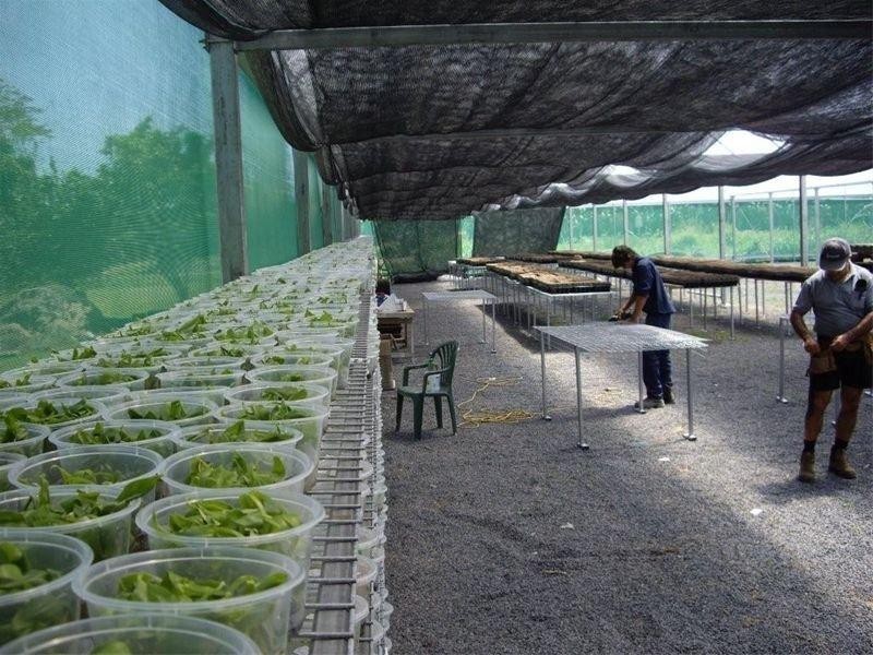 90-96 King Road Murray Upper, Tully QLD 4854