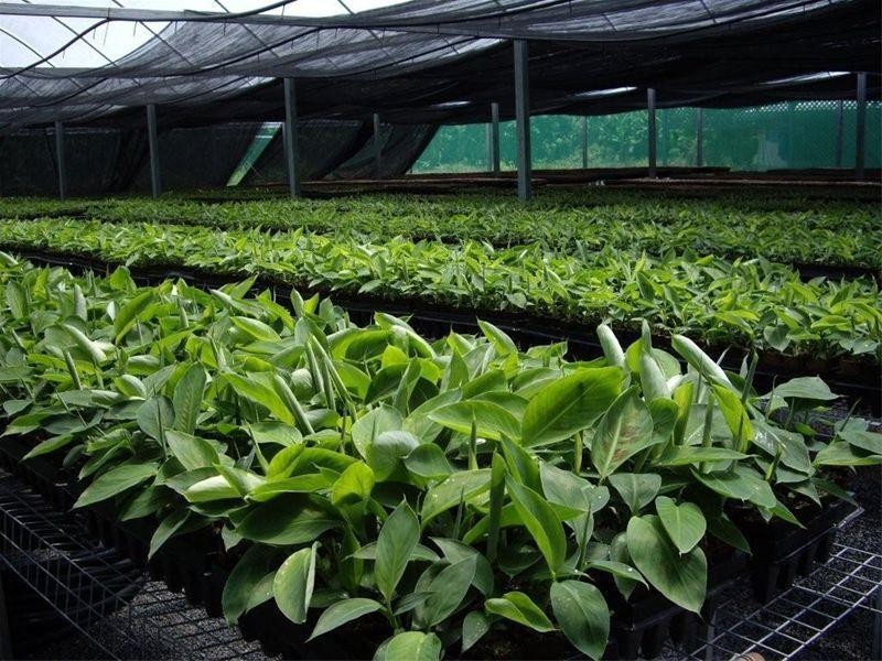 90-96 King Road Murray Upper, Tully QLD 4854