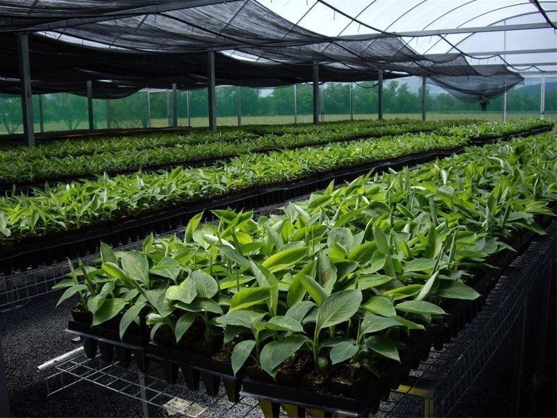 90-96 King Road Murray Upper, Tully QLD 4854