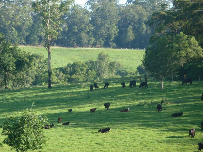 Utungun NSW 2447