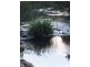 Utungun NSW 2447