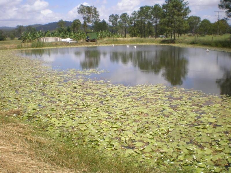 1 Larch Road, Tamborine QLD 4270