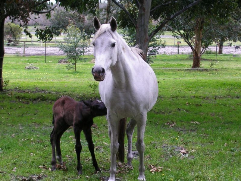 50 Adams Road, Mariginiup WA 6065