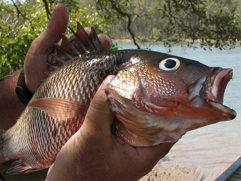 Baffle Creek QLD 4674