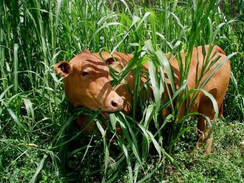 Baffle Creek QLD 4674