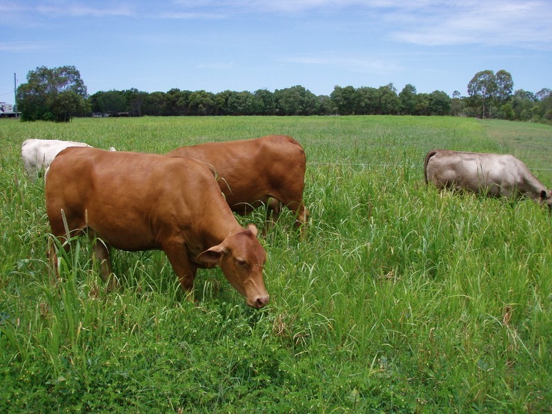 Baffle Creek QLD 4674