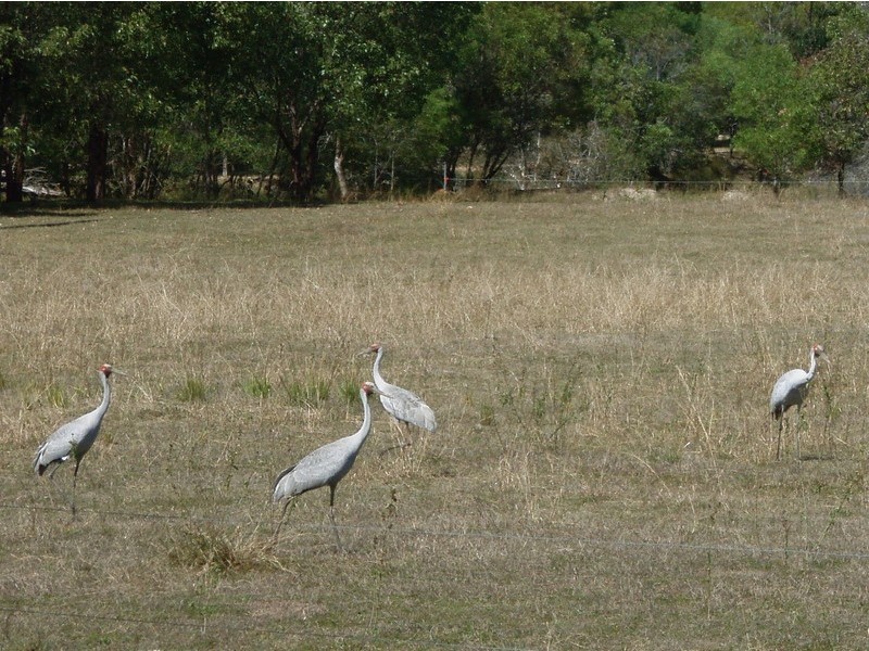 Baffle Creek QLD 4674