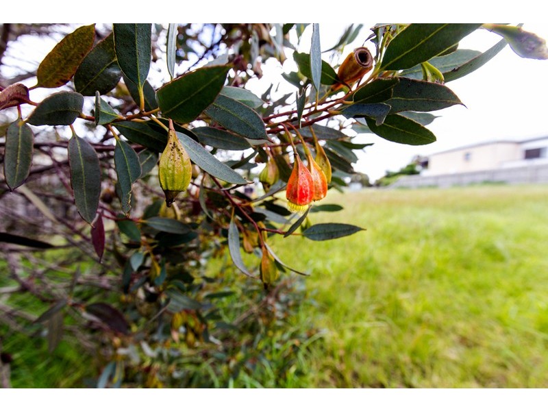 56 Kingston Downs Drive, Ocean Grove VIC 3226