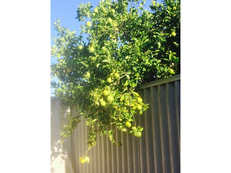 84A Salvado Road, Wembley WA 6014