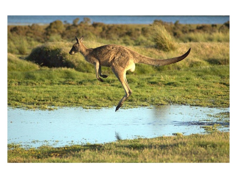 7 Sandpiper Close, Mission Beach QLD 4852