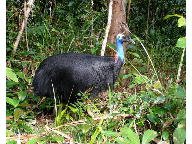 7 Sandpiper Close, Mission Beach QLD 4852