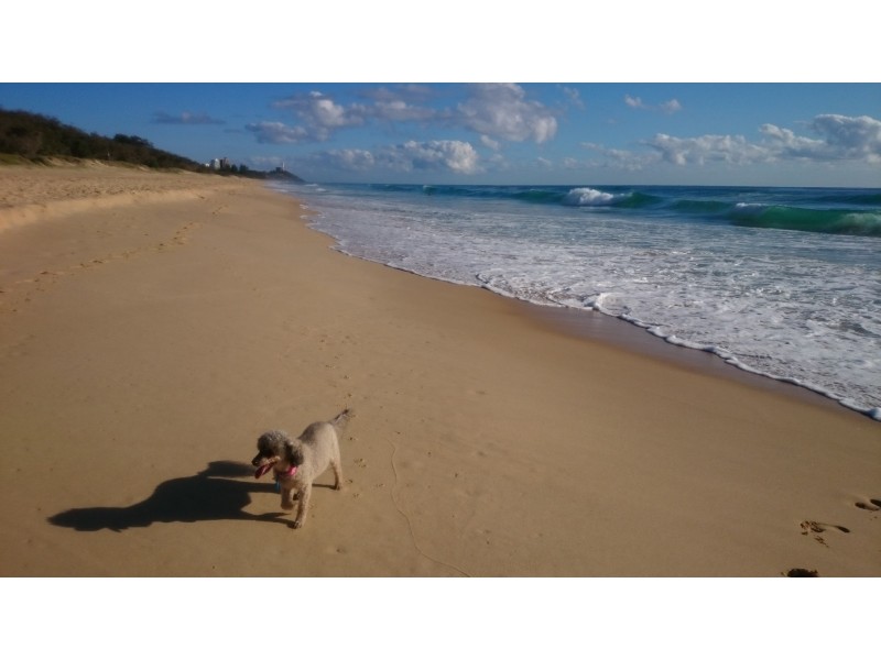 24 Iluka Avenue, Buddina QLD 4575