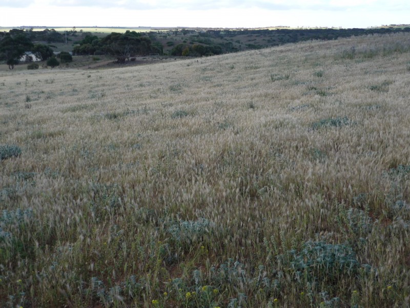 69 Dollard Avenue, Mannum SA 5238