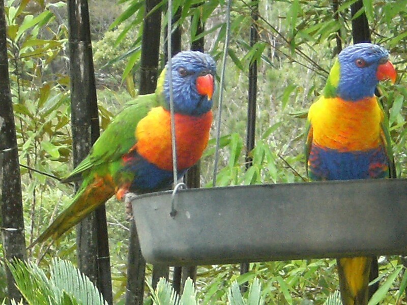 173 Jerome Rd, Yungaburra QLD 4884