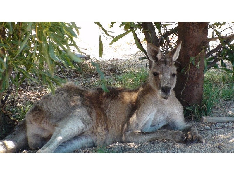 225 Gwenmarlin Road, Flinders VIC 3929