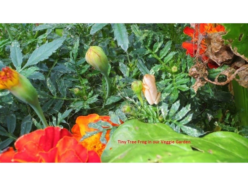 18 South West Road, Beechmont QLD 4211