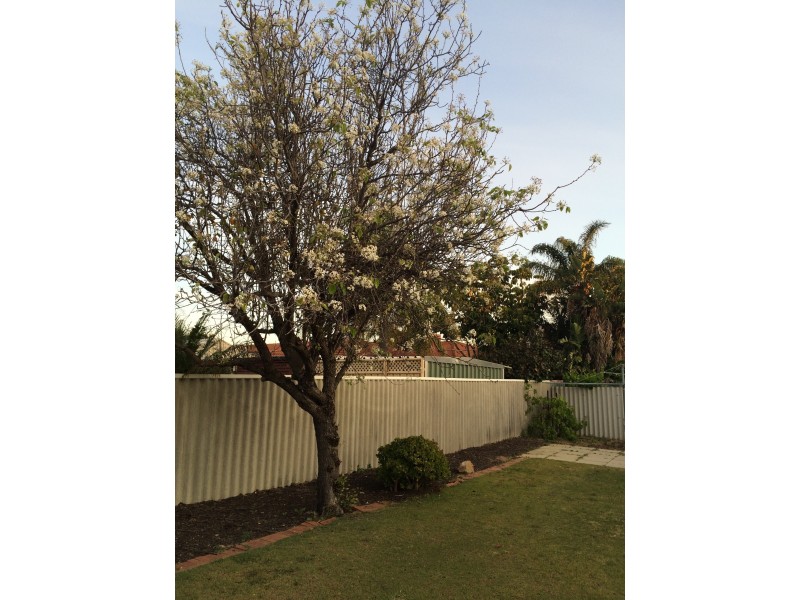 8 Willow Creek Mews, Woodvale WA 6026