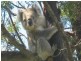 10 Centre Road, Raymond Island VIC 3880