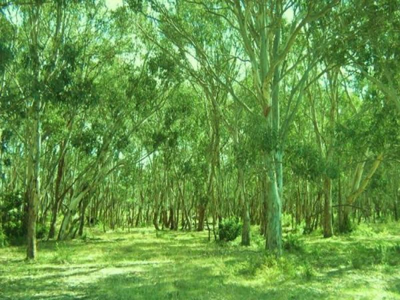 10 Centre Road, Raymond Island VIC 3880