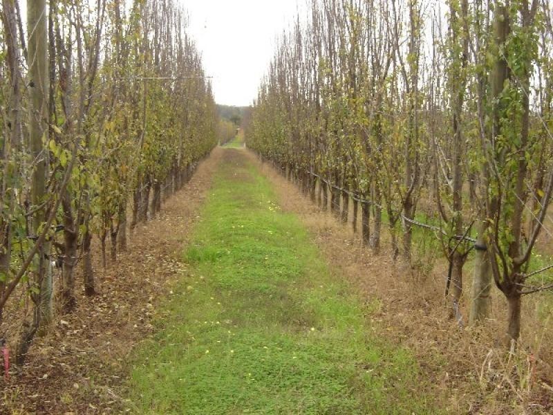 24 River Road, Donnybrook WA 6239