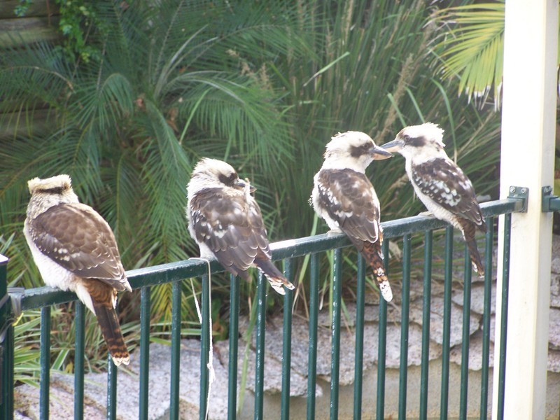 15 Sovereign Close, Floraville NSW 2280