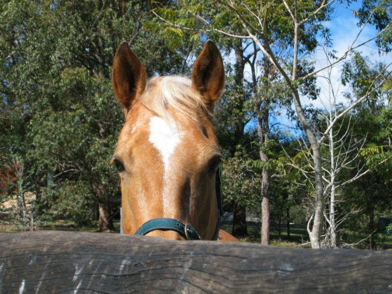 2509 Sherwood Creek Road, Glenreagh NSW 2450