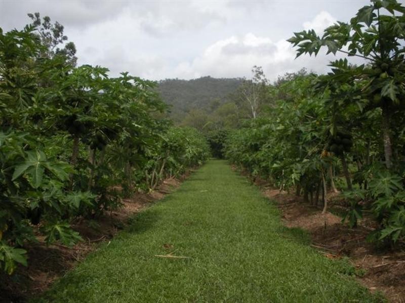 101 Caleo Road, Ollera Creek, Mutarnee, Townsville QLD 4810