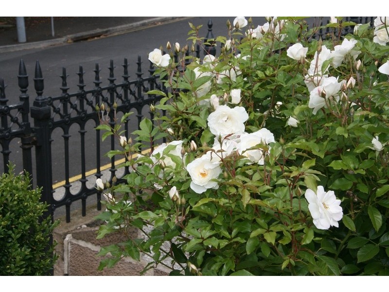 3 Albuera Street, Battery Point TAS 7004