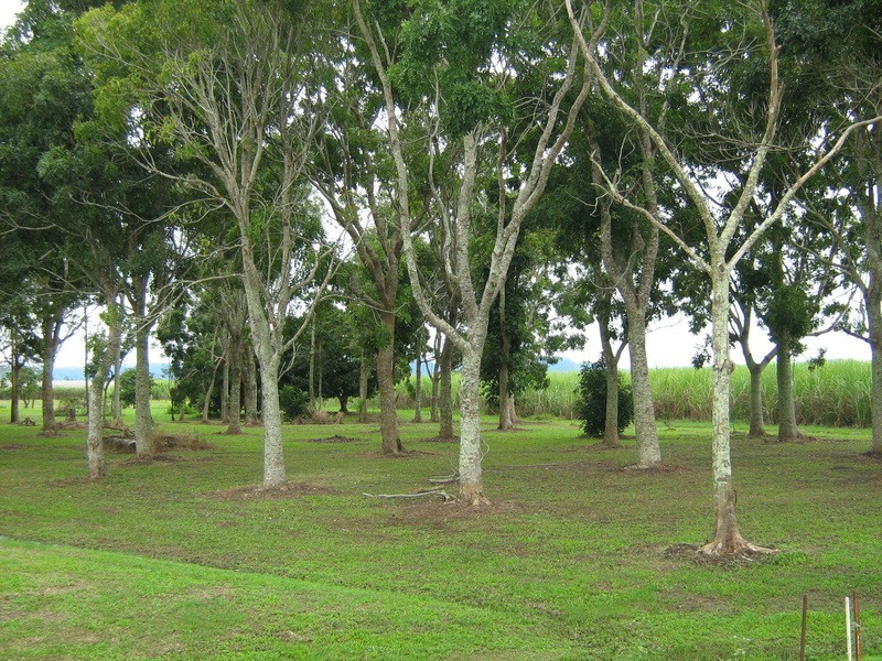 Lot 6/90 Four Mile Road, Ingham QLD 4850