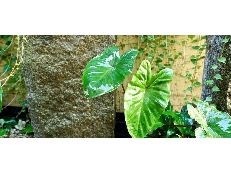 7a Hargreaves St, Fitzroy VIC 3065