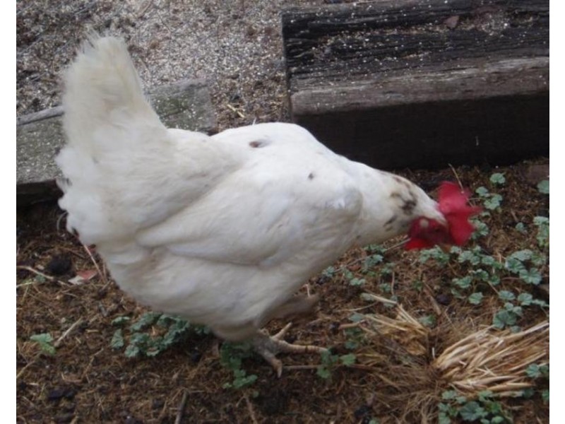 2 Snook Crescent, Hilton WA 6163